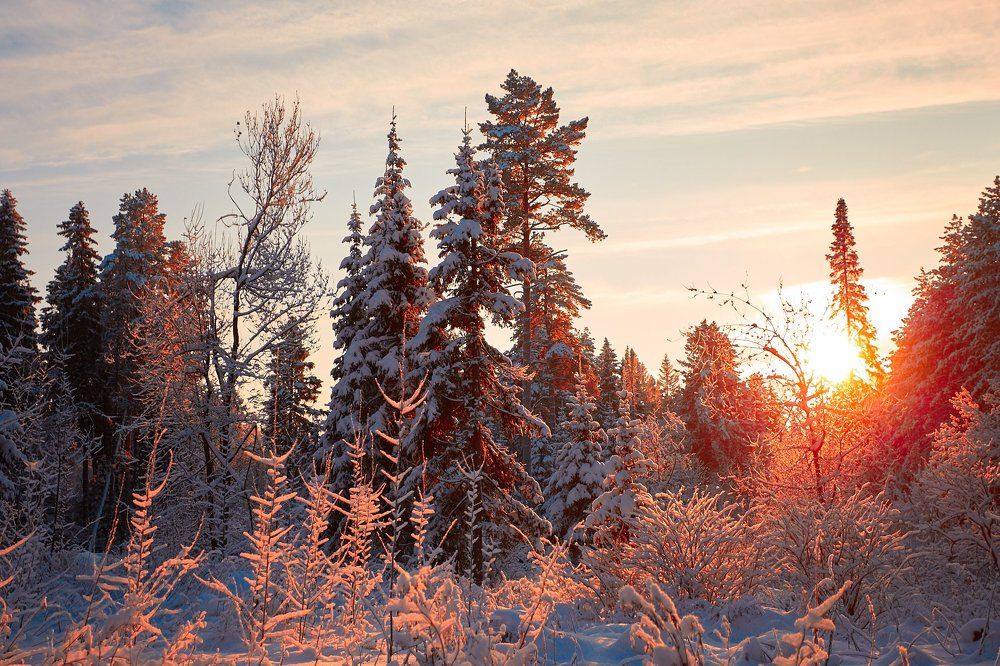 Холодное зимнее солнце