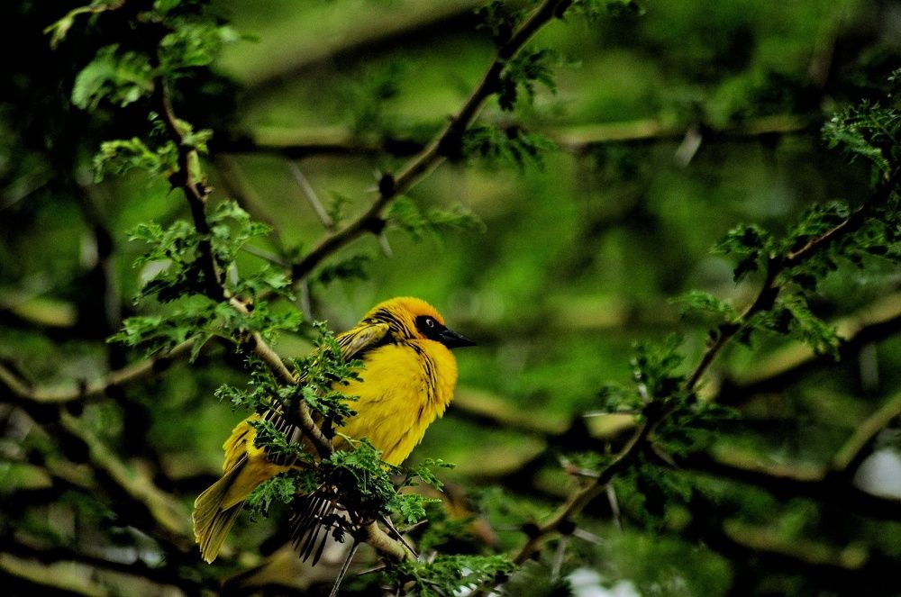 It is not only fine feathers that make fine birds