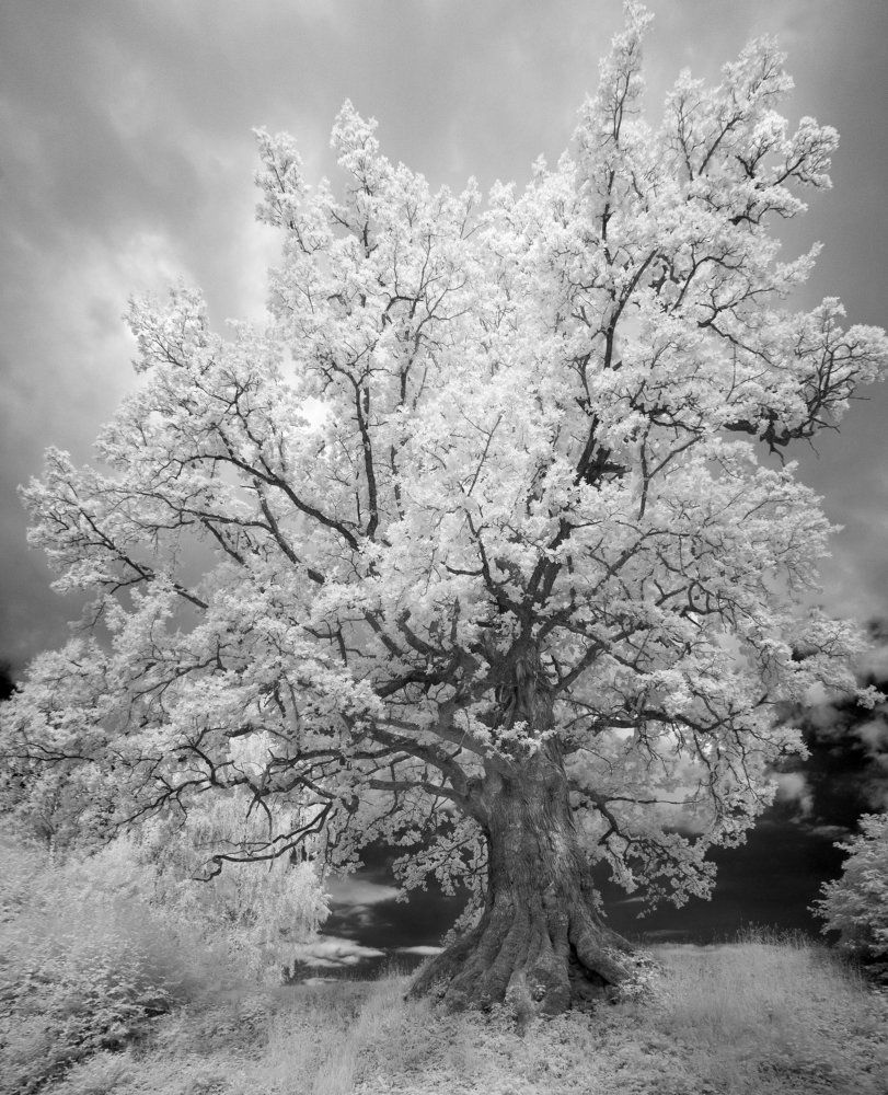Dum Oak