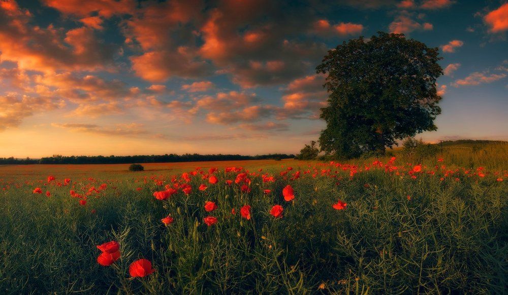 Маковый закат