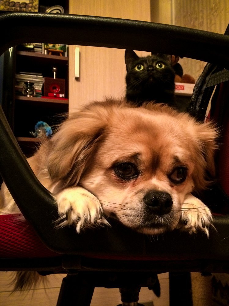 Контрастная задумчивость