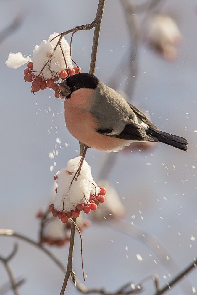 Снегирь на рябине