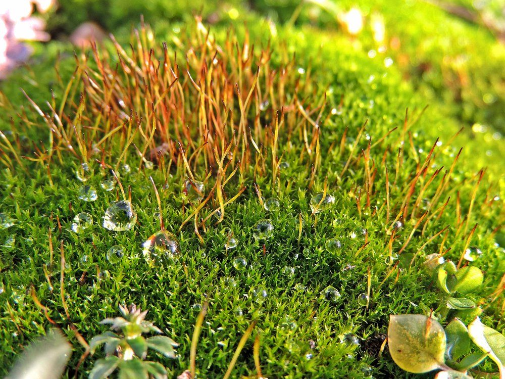 Мох в капельках