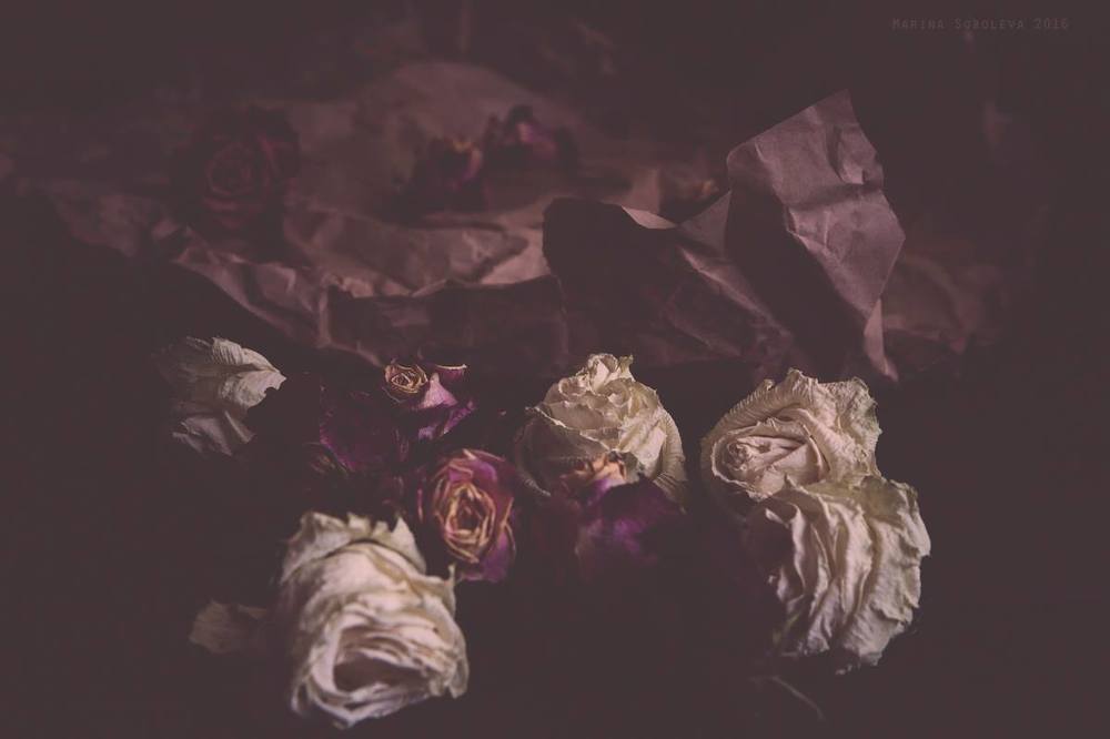 Просто розы