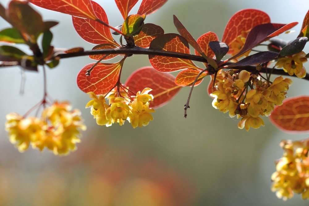 Живая изгородь