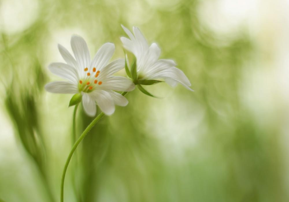 Звездчатка