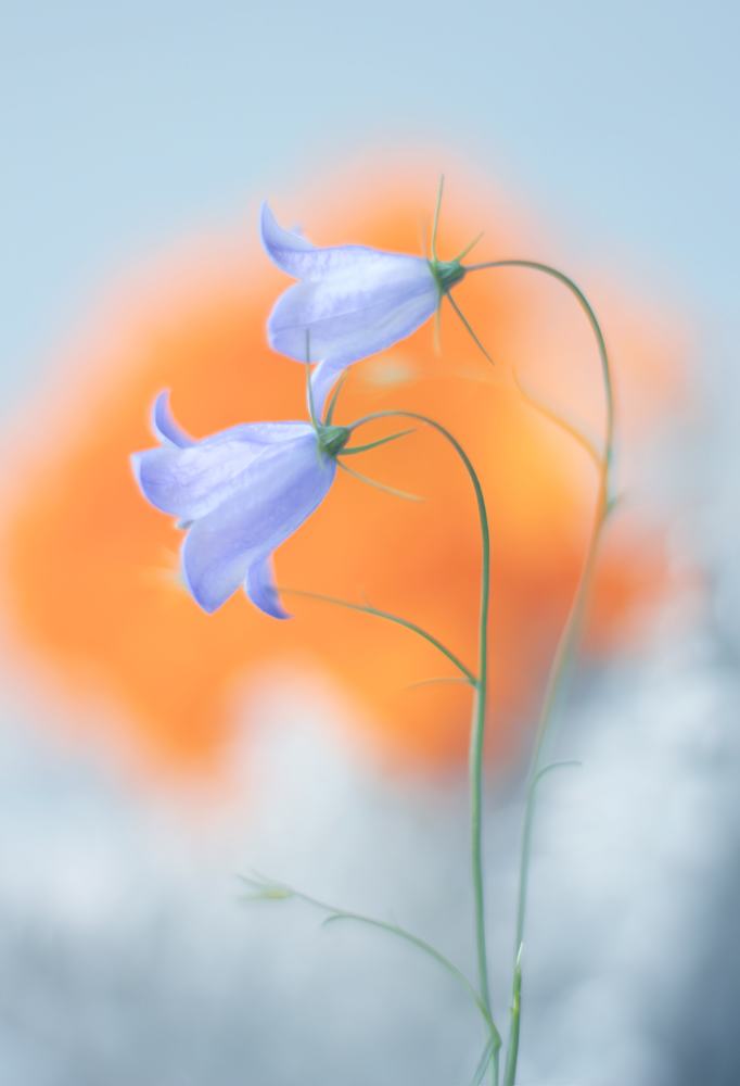 Колокольчики