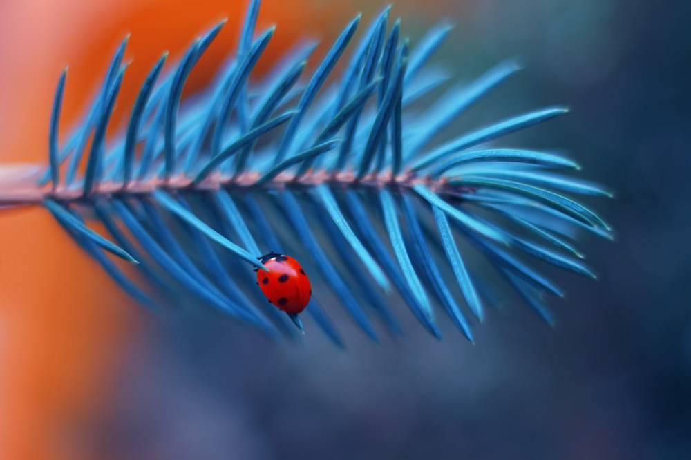 Голубая ель