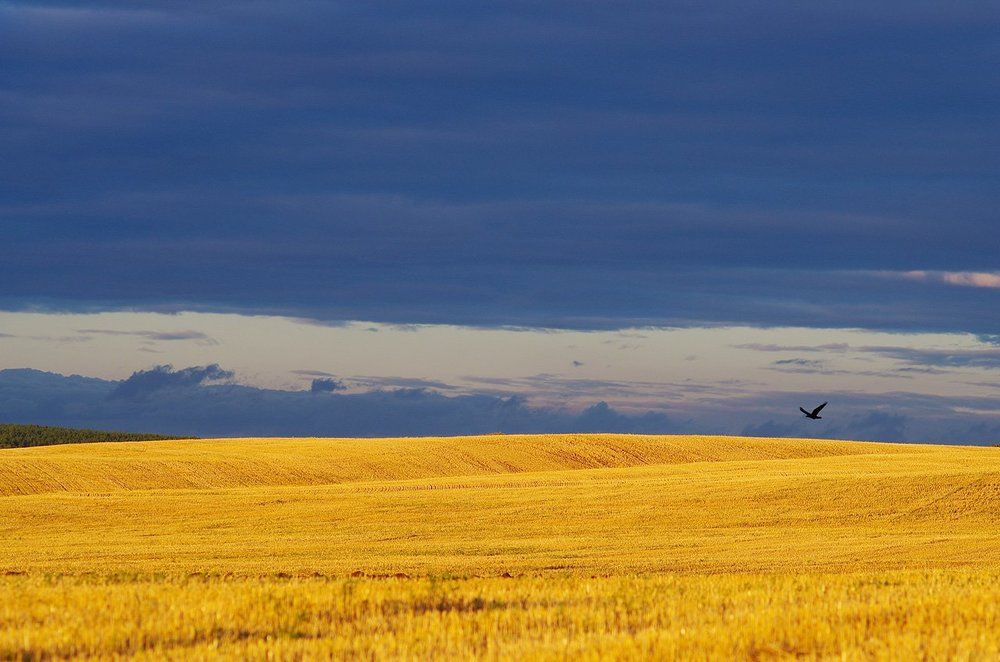 Золото полей