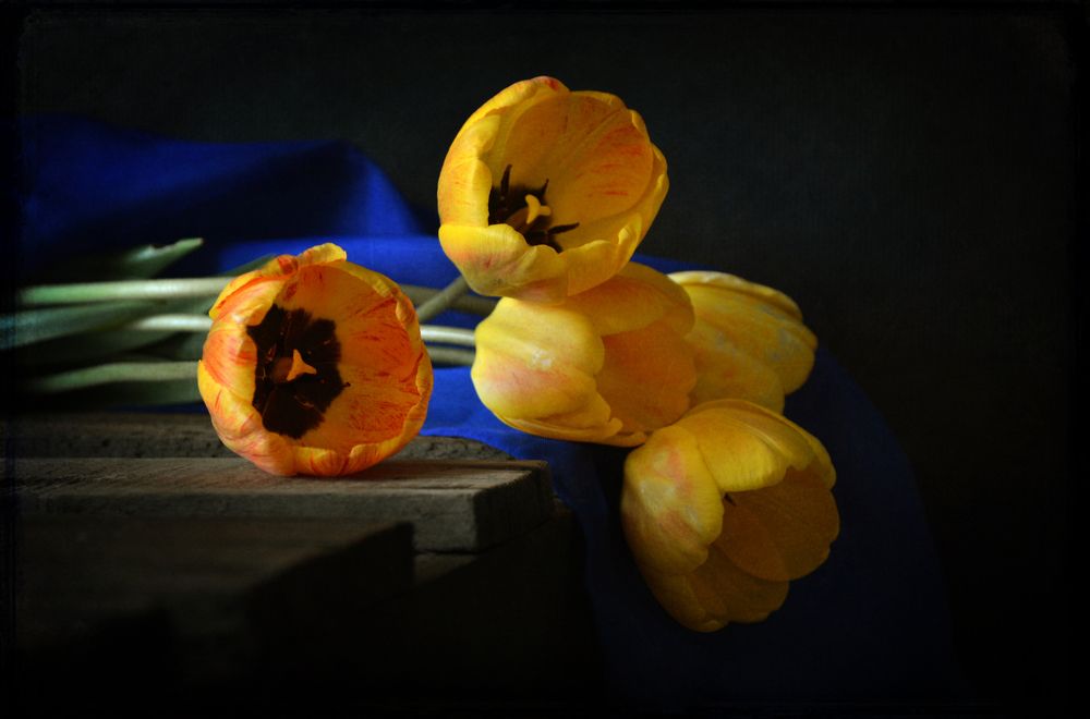 Желтые тюльпаны