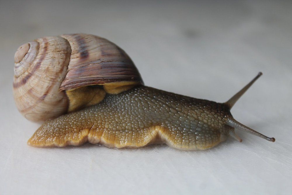 Кто в домике?