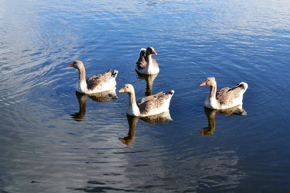 Photograph by Высочина Ирина