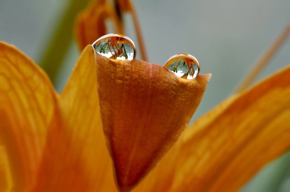 Весенние глазки