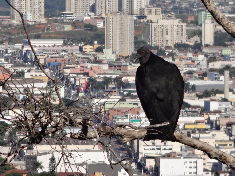 Vulture lurking