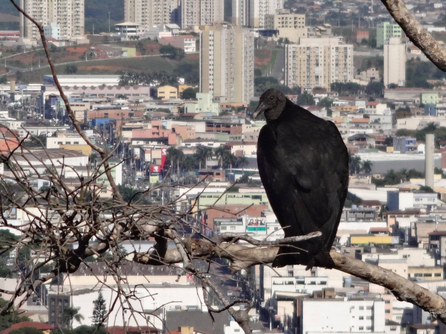 Vulture lurking