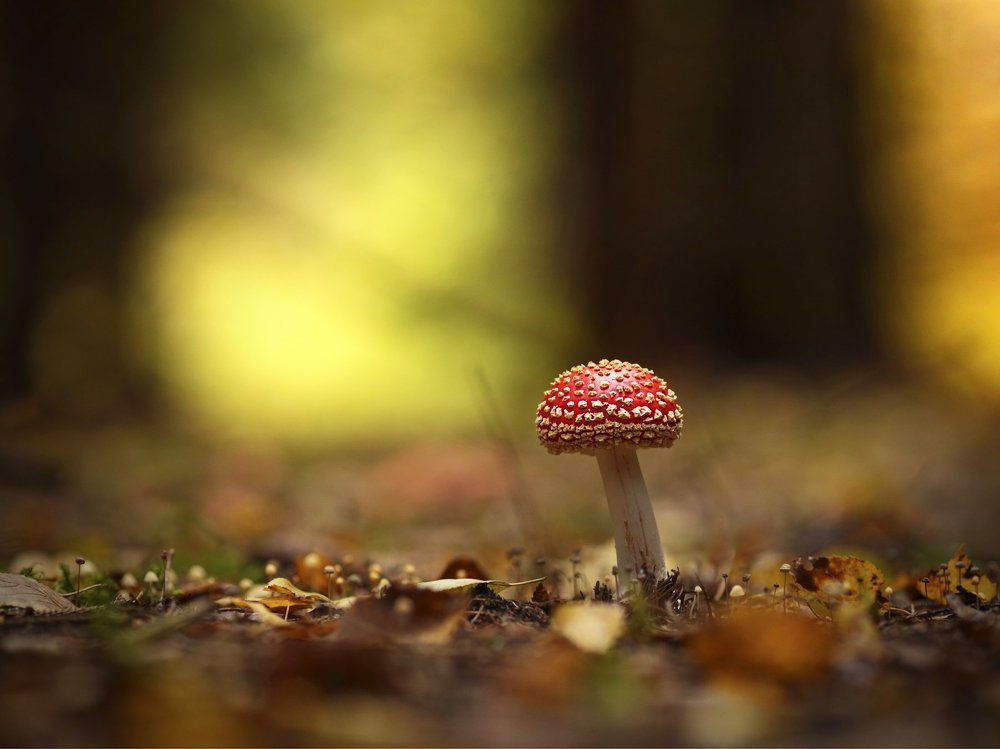 Лесной красавчик