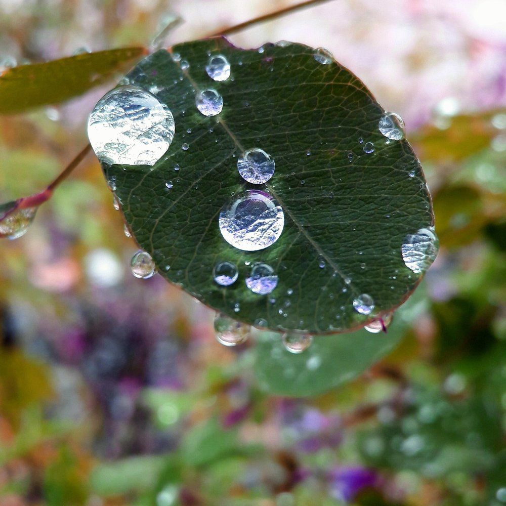 Жемчужины дождя