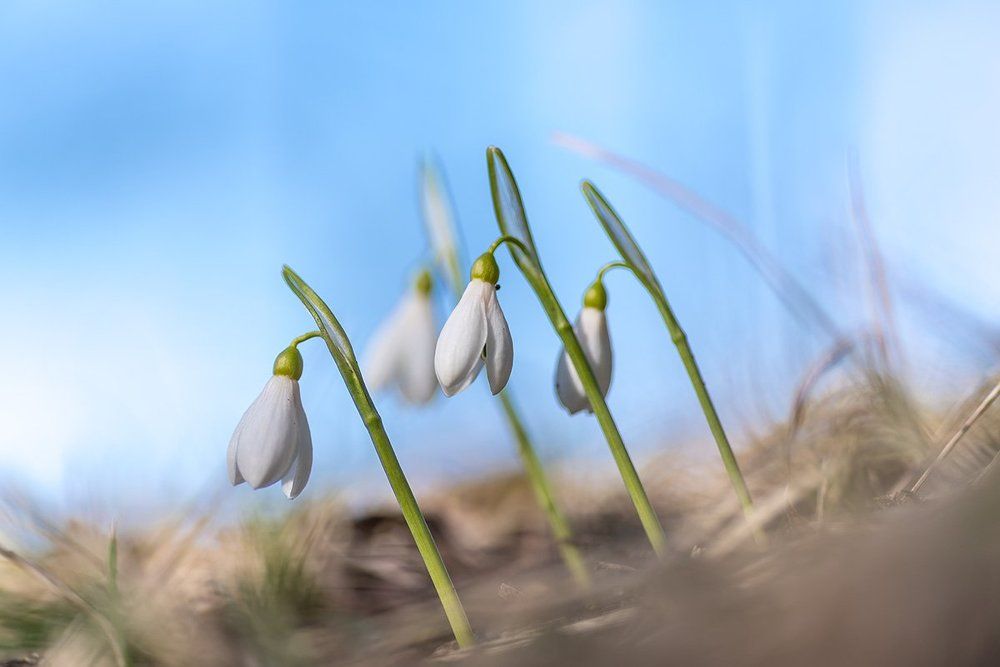 Весна идет - весне дорогу!