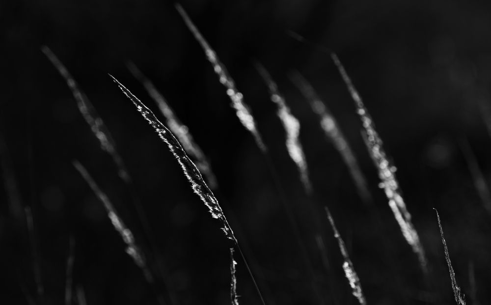 Иероглифы полей.