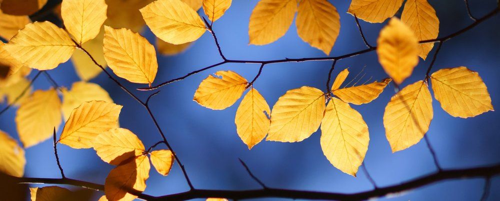 Краски осени.