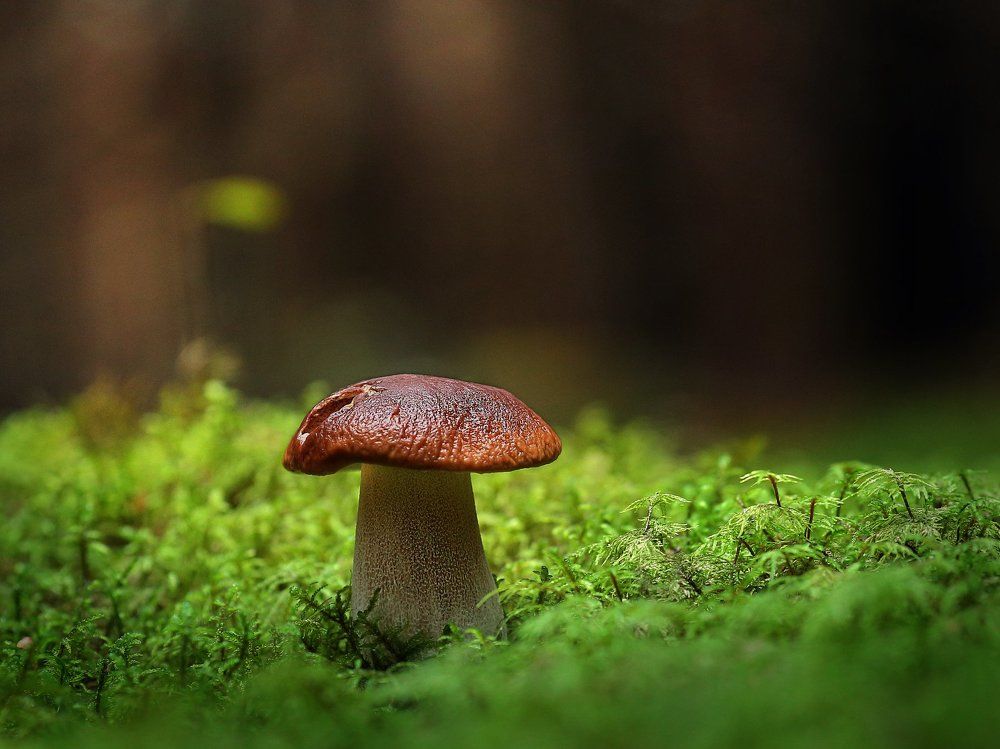 Королевский экземпляр