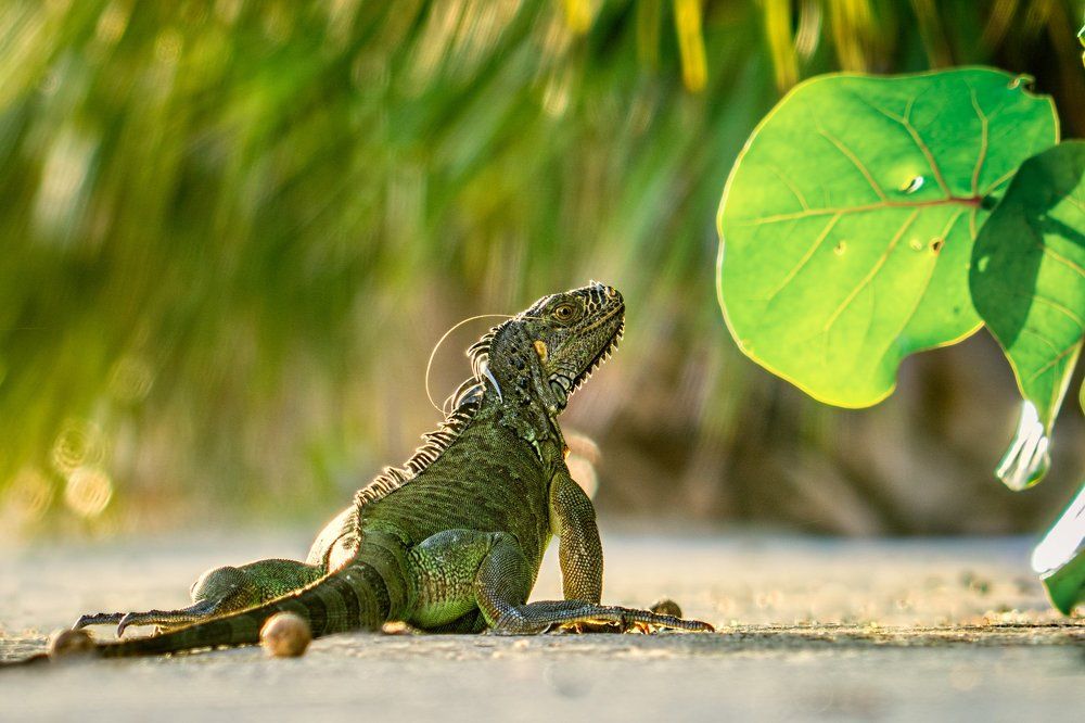 I'm sexy and I know it