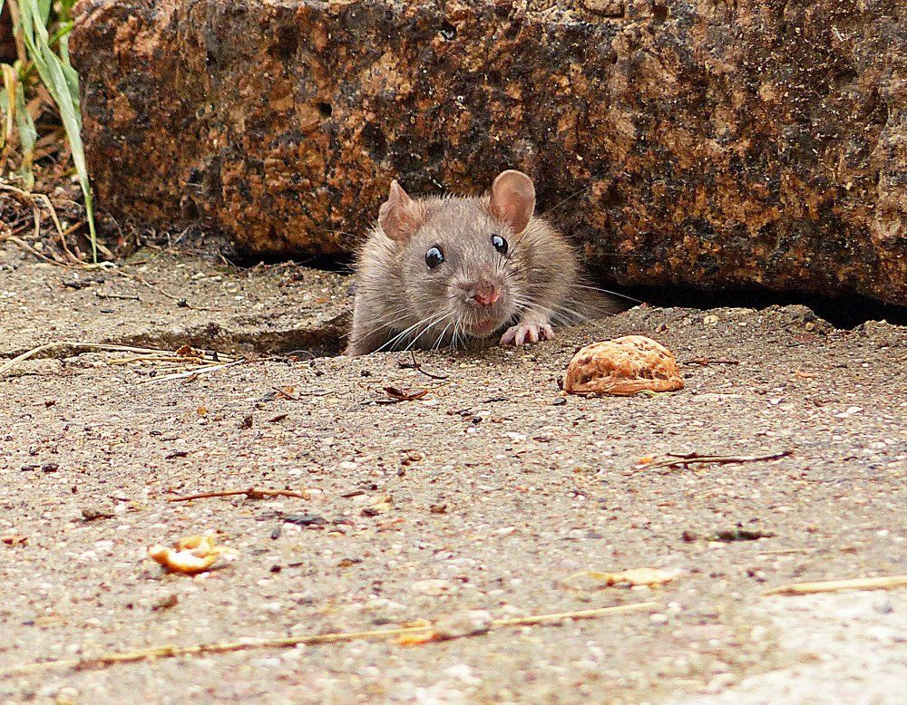 Любопытная