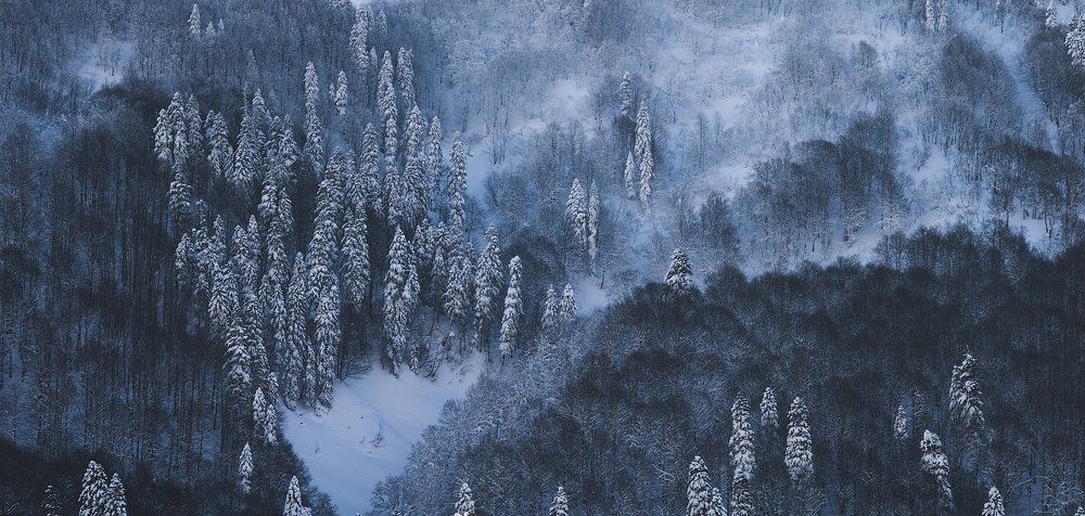 Зимний лес