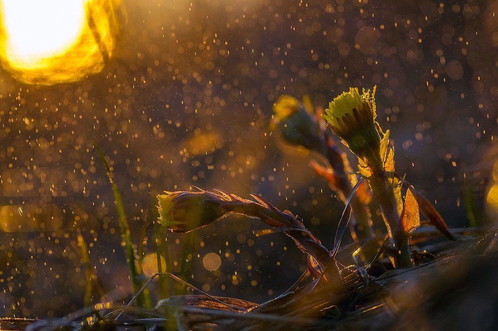 символ весны