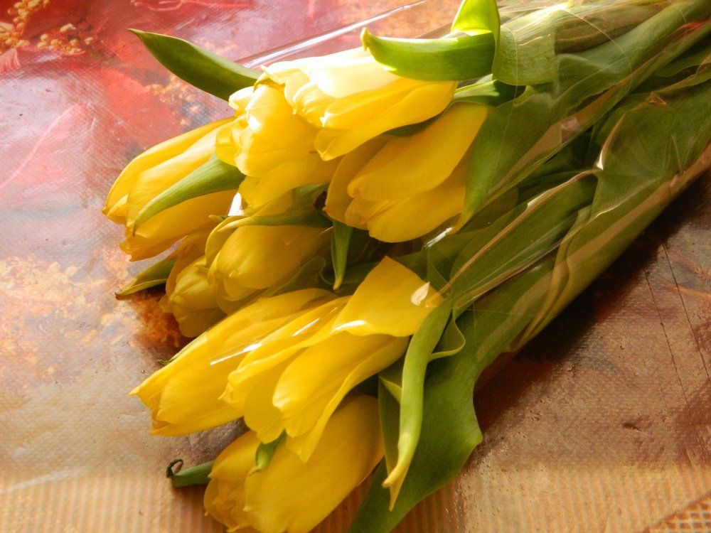 тюльпаны