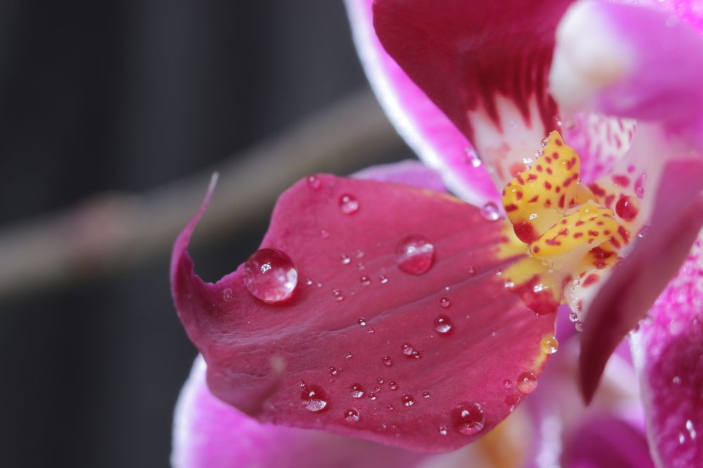 Орхидея в утренней росе