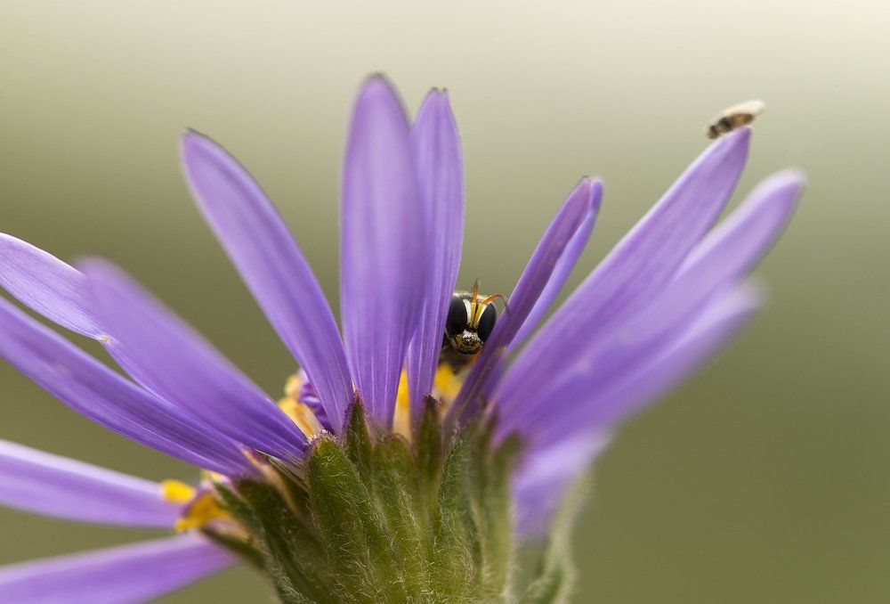 Любопытный