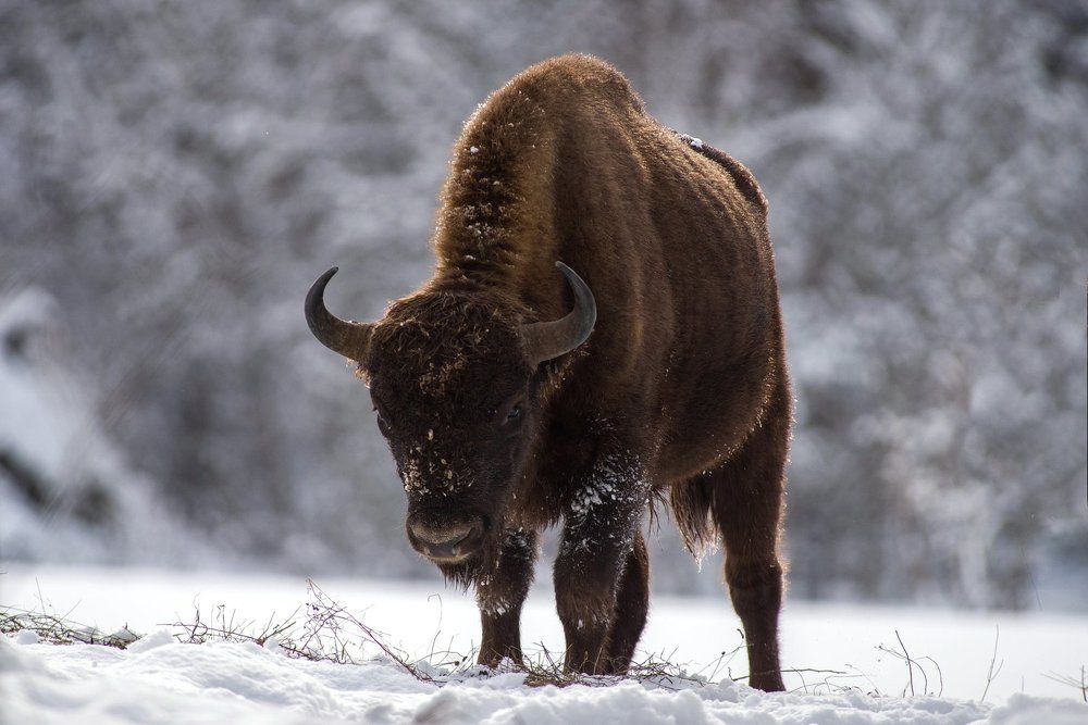 ВЛАСТЕЛИН ЛЕСА