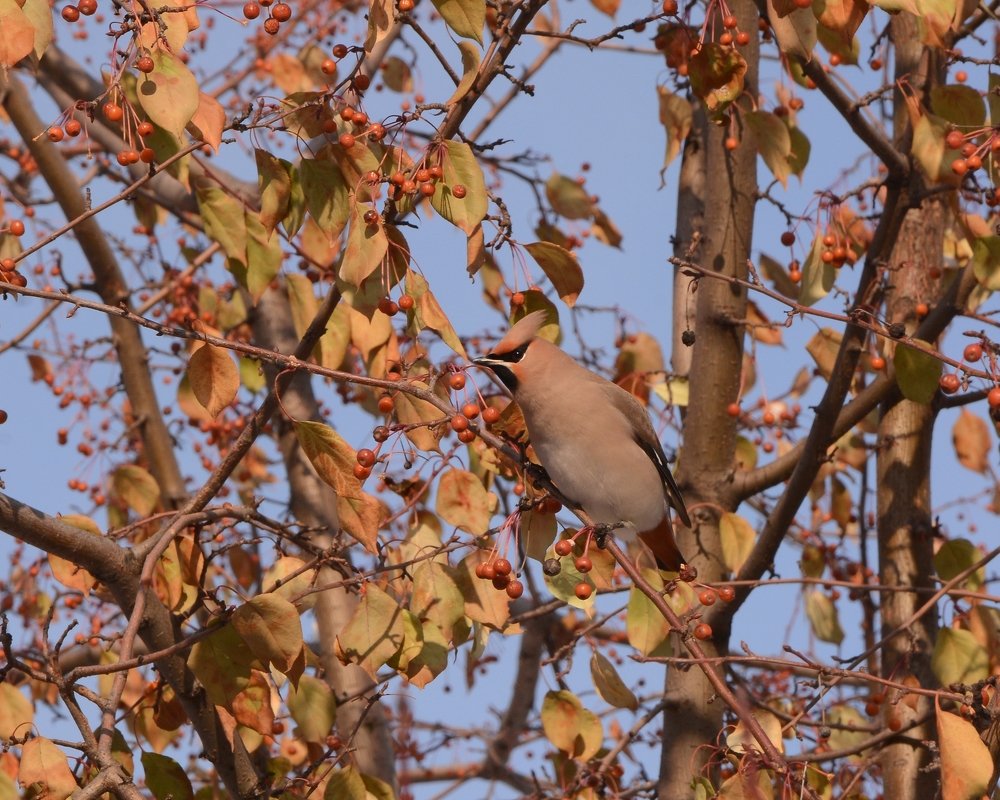Замаскировался