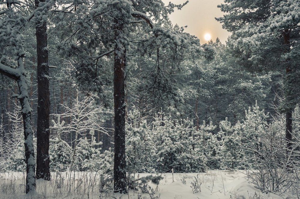 Скупое зимнее солнце