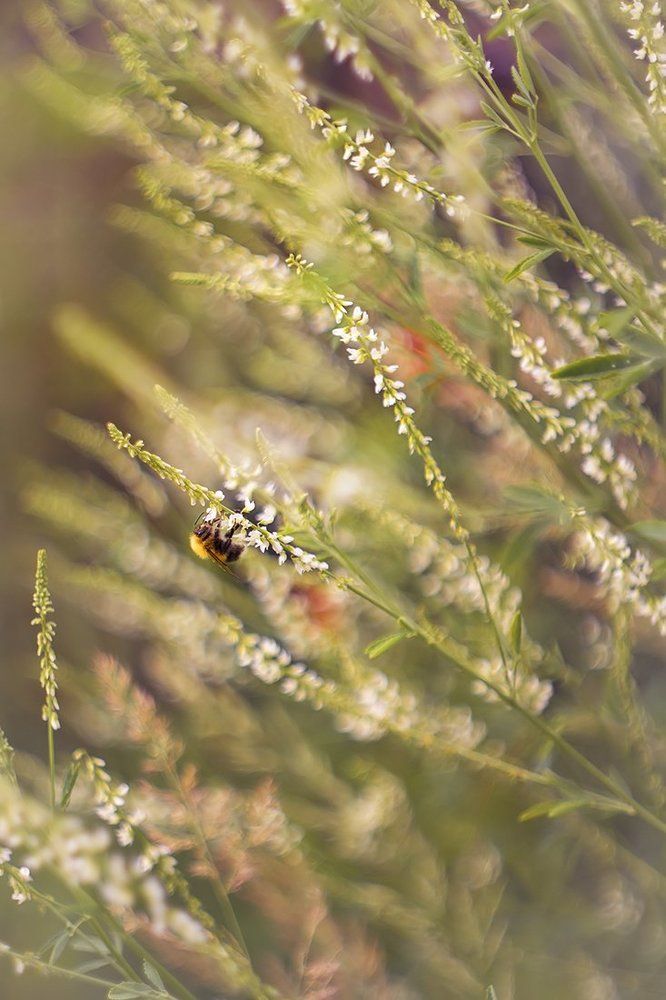 Шмель на ветру