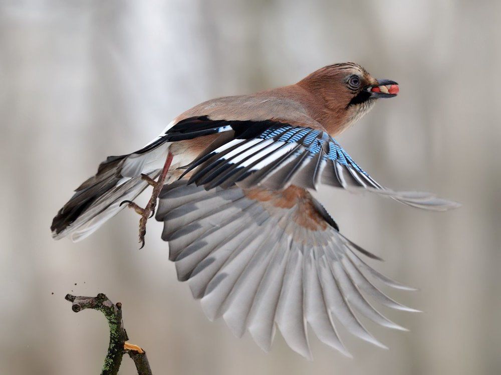 Удачная загрузка