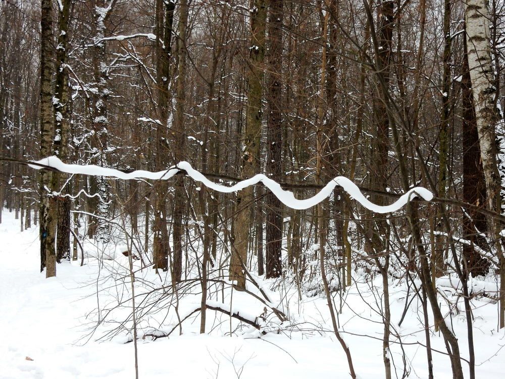 Кардиограмма леса / Forestry Cardiogram
