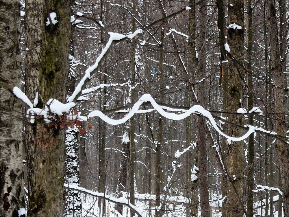 "...клоками повисла на суках дубов..."/ ..tufts hung on bitches oaks...