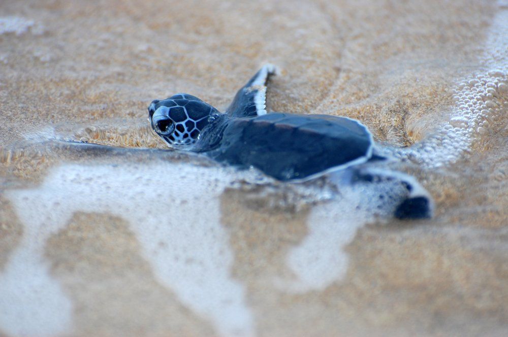 Reaching ocean