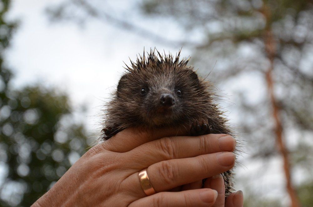 Young hedgehog in the hands.