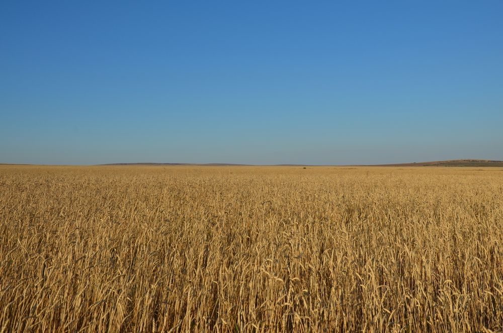 Бескрайние поля