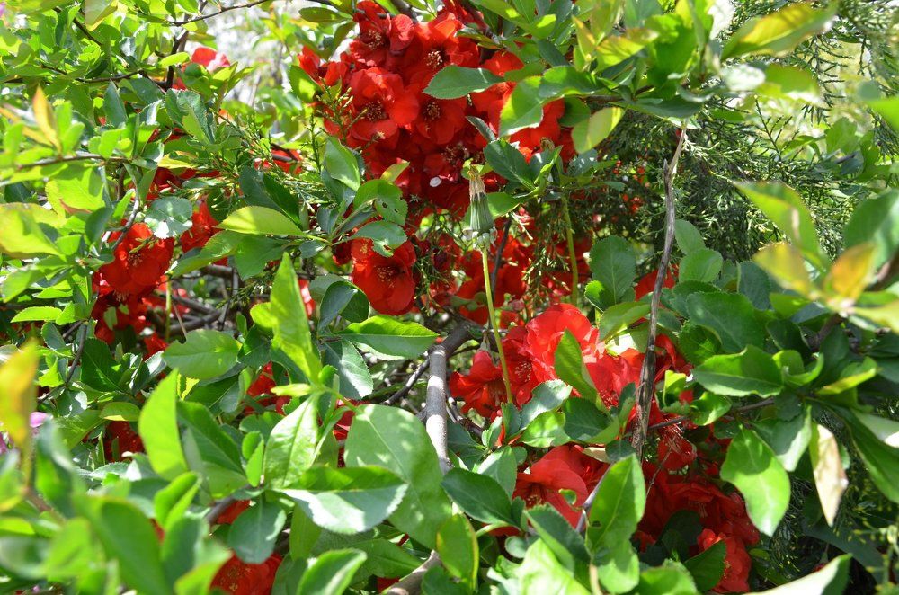 Flowering quince.