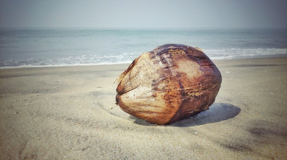 Coconut on Bay