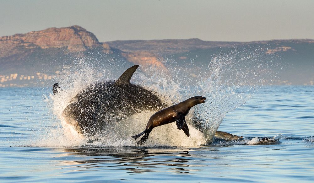 Охота большой белой акулы.