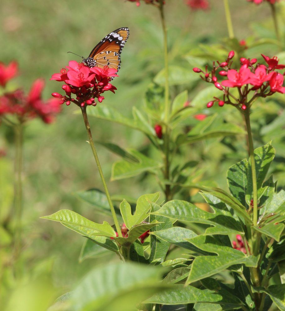 Butterfiles