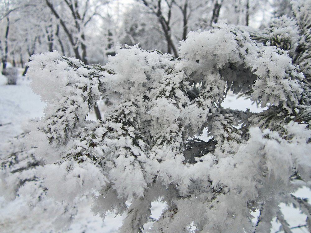 Чарівниця-зима