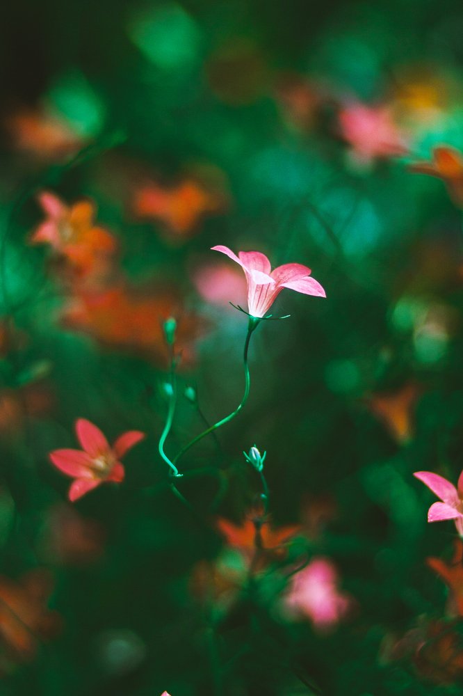 Волшебные колокольчики