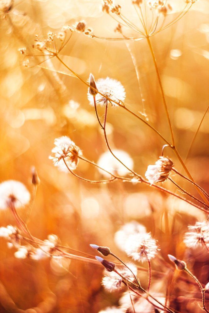 Золотые одуванчики