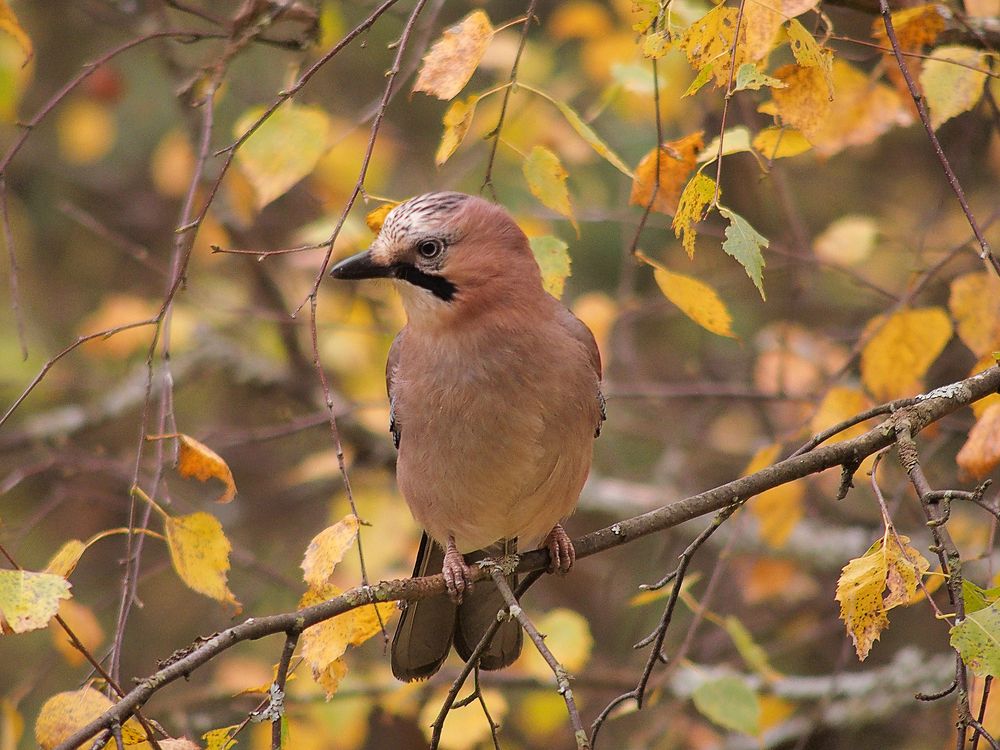 Сойкина жизнь